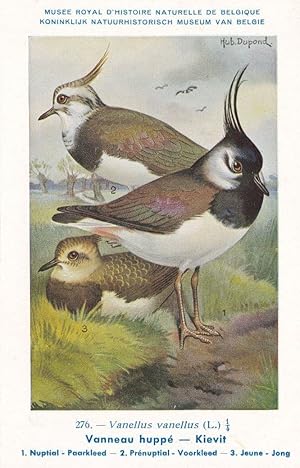 Northern Lapwing Vanellus Vanellus WW2 Bird Rare Postcard