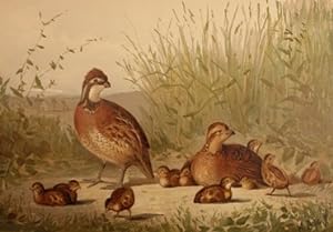 Upland Game Birds and Water Fowl of the United States