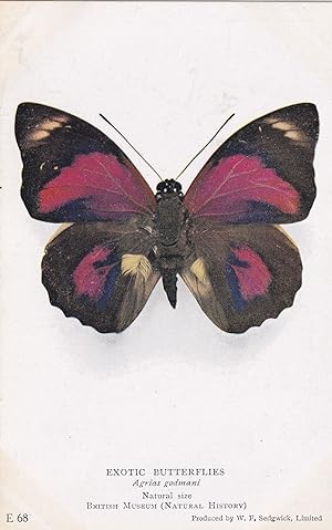 Agrias Godmani Nymphalidae Brazillian Exotic Butterfly Butterflies Postcard