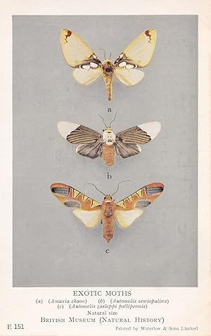 Amaxia Chaon Moth Erebidae Automolis Exotic Moths Postcard
