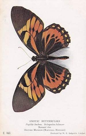 Parides Chabrias Paprilio Bachus Exotic Butterfly Butterflies Postcard