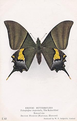 Teinopalpus Imperialis Kaiserhind Indian Swallowtail Butterfly Butterflies Postcard