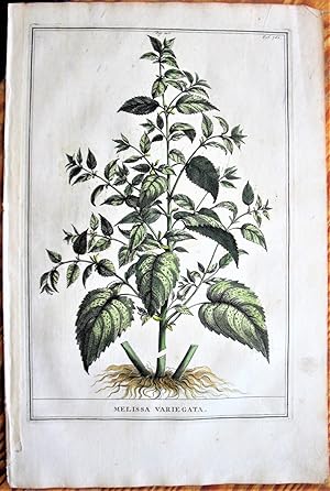 Antique Copperplate Engraving. Botanical- Melissa Variegate