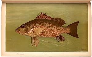 The Fishes of North America that are captured on Hook and Line. With eighty colored plates made f...