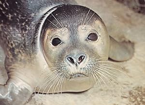 Young Common Seal 1970s Postcard