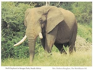 Bull Elephant in Kruger Park South Africa Postcard