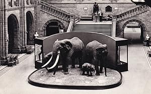 Elephants in British Museum Central Hall London Real Photo Postcard