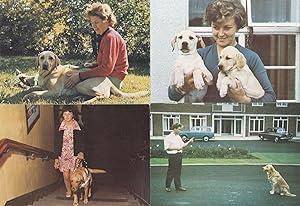 Guide Dogs For The Blind Training Puppies 4x 1980s Postcard
