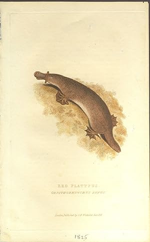 Red platypus, Ornithorhynchus rufus. Color engraving