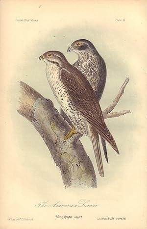 The American Lanier: Falco polyagrus