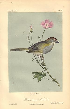 Blanding's Finch: Ernbernagra Blandingiana