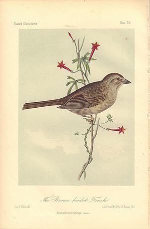 The Brown-headed Finch: Ammodromus ruficeps