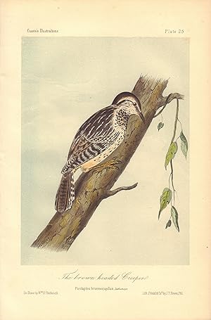 The brown headed Creeper: Picolaptes brunneicapillus