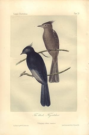 The black Flycatcher: Ptilogonys nitens