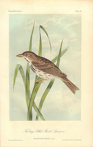 The large billed Marsh Sparrow: Ammodromus rostratus