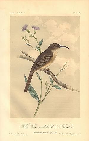 The Curved Billed Thrush: Toxostoma rediviva