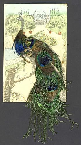 Peacock postcard decorated with real feathers