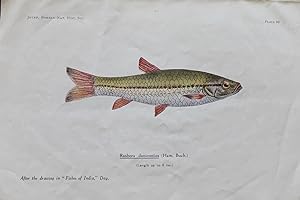 Game Fishes of Bombay, the Deccan.etc. Re-printed from the Journl of the Bombay Natural History S...