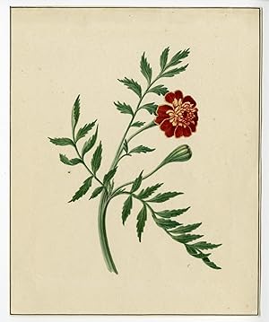 Signet Marigold-Tagetes tenuifolia M. M. DE GIJSELAAR, 1813