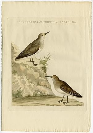 DUNLIN-SANDERLING-CALIDRIS ALPINA-ALBA 'Charadrius cinereus et calidris' SEPP and NOZEMAN, 1770