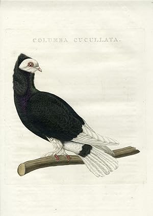 ROCK DOVE-PIGEON-COMMON-COLUMBA LIVIA-VARIETY II 'Columba cucullata' SEPP and NOZEMAN, 1770
