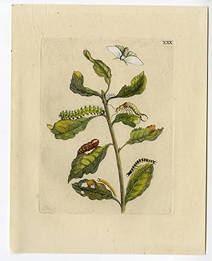 Antique Print-INSECTS-GOAT-PUSSY-WILLOW-SALIX CAPREA-LEAF-PL.XXX-MERIAN after own design-1730