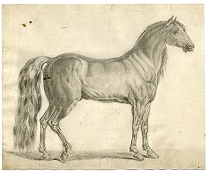 Antique Drawing-HORSE-STALLION-ANONYMOUS-c.1800