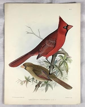 Cardinalis Virginianus, (The Virginian Nightingale). Hand Coloured Lithograph Plate. (From A Mono...