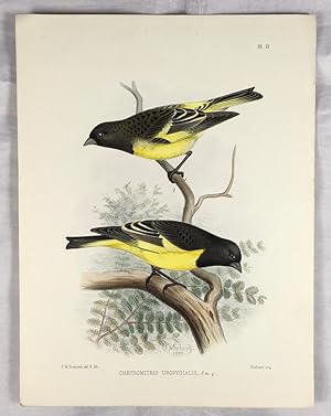 Chrysomitris Uropygialis, (The Yellow-Rumped Siskin). Hand Coloured Lithograph Plate. (From A Mon...