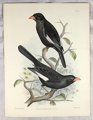 Textor Panicivora, (The Great Red Billed Weaver). Male and Female. Hand Coloured Lithograph Plate...