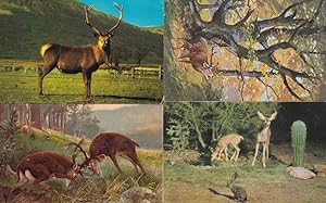 Red Wild Scottish Deer Jackrabbit 4x Postcard s