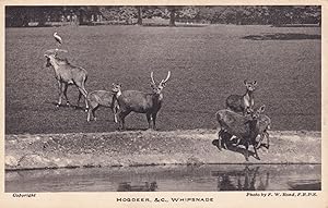 Hogdeer Deer Whipsnade Zoo Park Postcard