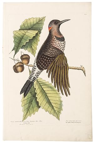 The Golden Wing'd Woodpecker