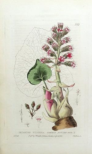 Antique Botanical Print BUTTERBUR PETASITES VULGARIS Baxter Engraved Flower Print 1835