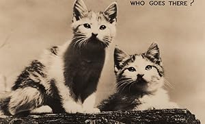 Who Goes There Alert Cat Kittens Antique Real Photo Postcard