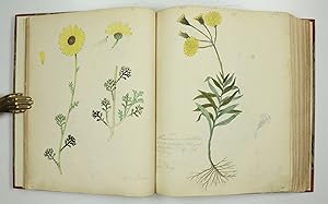 Botanical manuscript on paper.