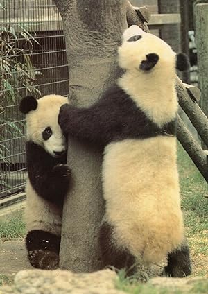 Giant Baby Pandas At London Zoo HUGE Rare Postcard