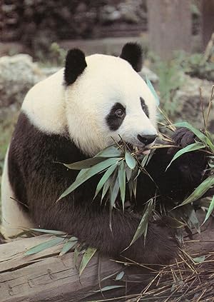 Giant Panda at London Zoo HUGE Rare Postcard