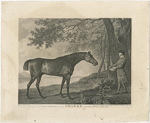 Antique Print of the Racehorse 'Sharke' by Stubbs (1794)