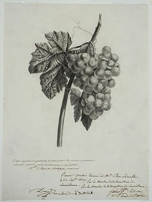 Drawing of Grapes, awarded 1st prize for the year 1829 from the French drawing school "École Roya...