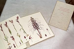 Monographie Und Ikonographie Der Orchidaceen-Gattungen Serapias - Aceras - Loroglossum - Barlia (...