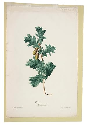 Chène commun. Quercus robur L. [From: Fleurs dessinées d'après nature, Recueil utile aux amateur...
