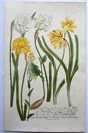 Daffodils, N. 746