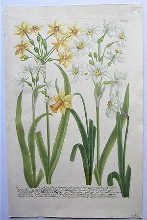 Daffodils, N. 749