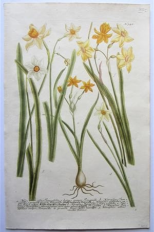 Daffodils, N. 748