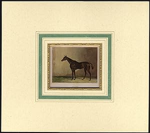 Antique Print-RACE HORSE-PUSSY-STABLE-PORTRAIT-Cooper-Parr-1850
