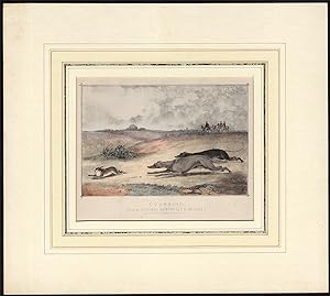 Antique Print-GREYHOUND-COURSING-CHASE-RABBIT-HUNTING-Alken-Sutherland-1860