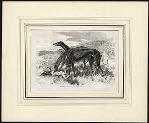 Antique Print-GREYHOUND-FIELD-HARE-LADY CLARE-ASYLUM-Harry Hall-1856