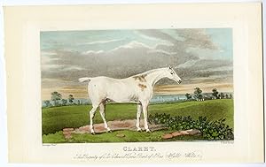 Antique Print-HORSE PORTRAIT-CLARET-FIELD HUNTER-Hunt-Barenger-1822