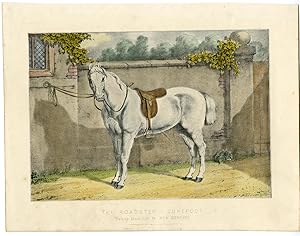 Antique Print-PORTRAIT-WHITE HORSE-SADDLE-Herring-1870